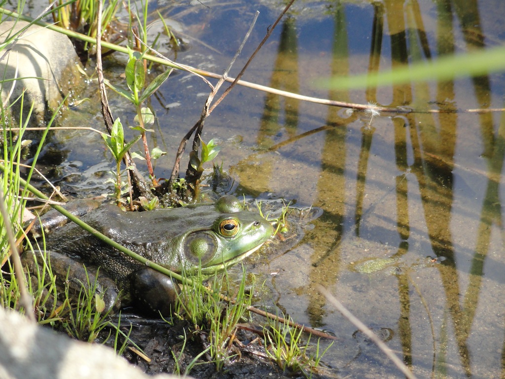 frog in pond