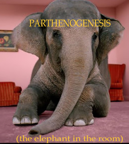 elephantroom11