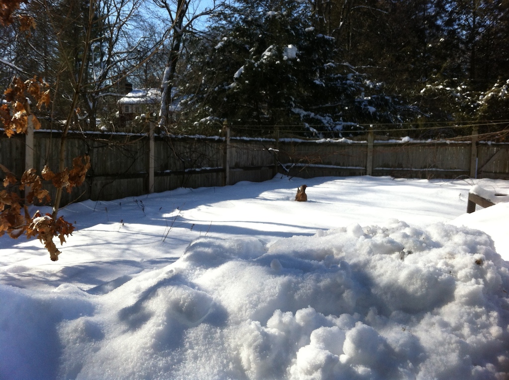 stranded chicken