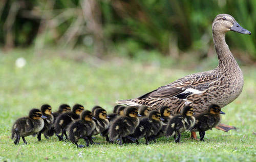Image: acuteaday.com. The ducklings were this size, with Mama not in front, but behind,  hurrying them along.