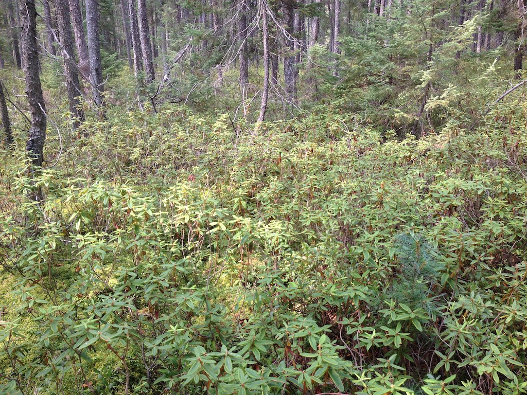 Black spruce blog . . .
