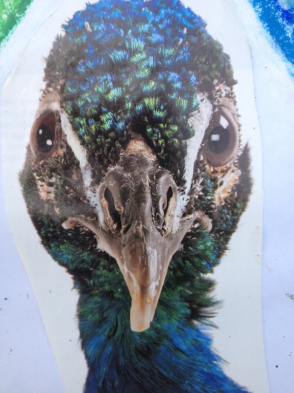 peacock
