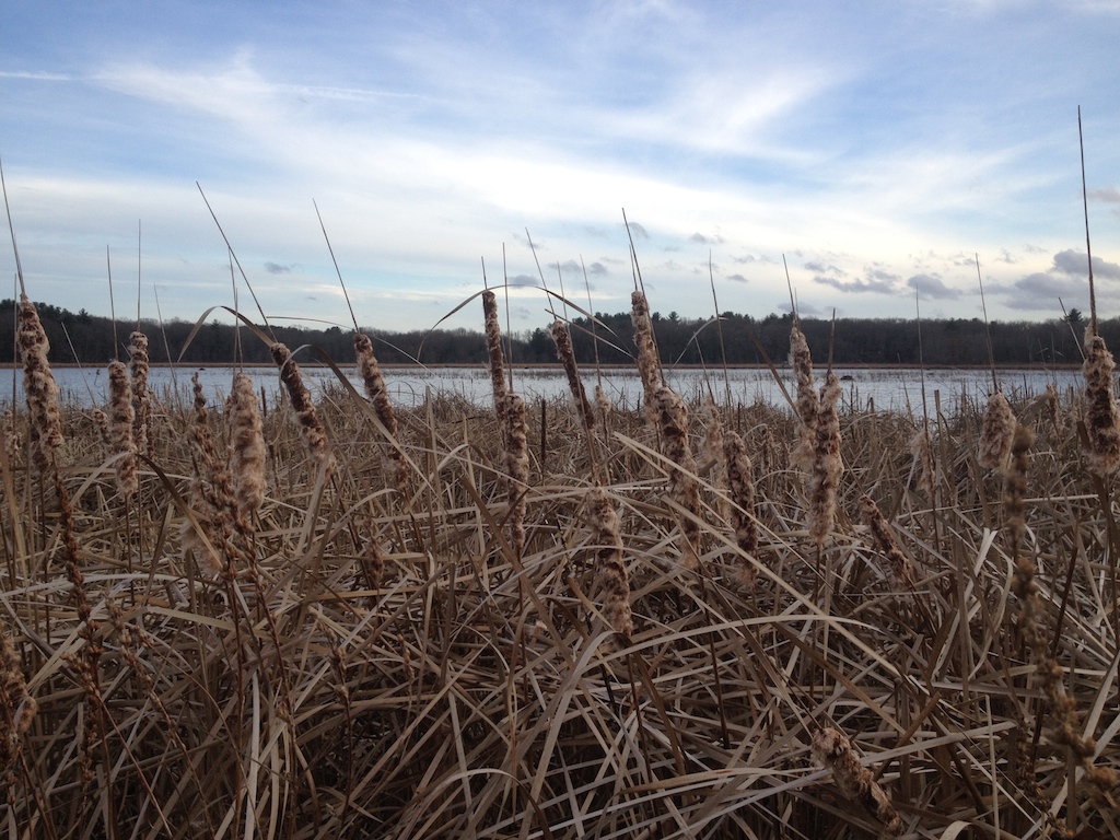 cattails