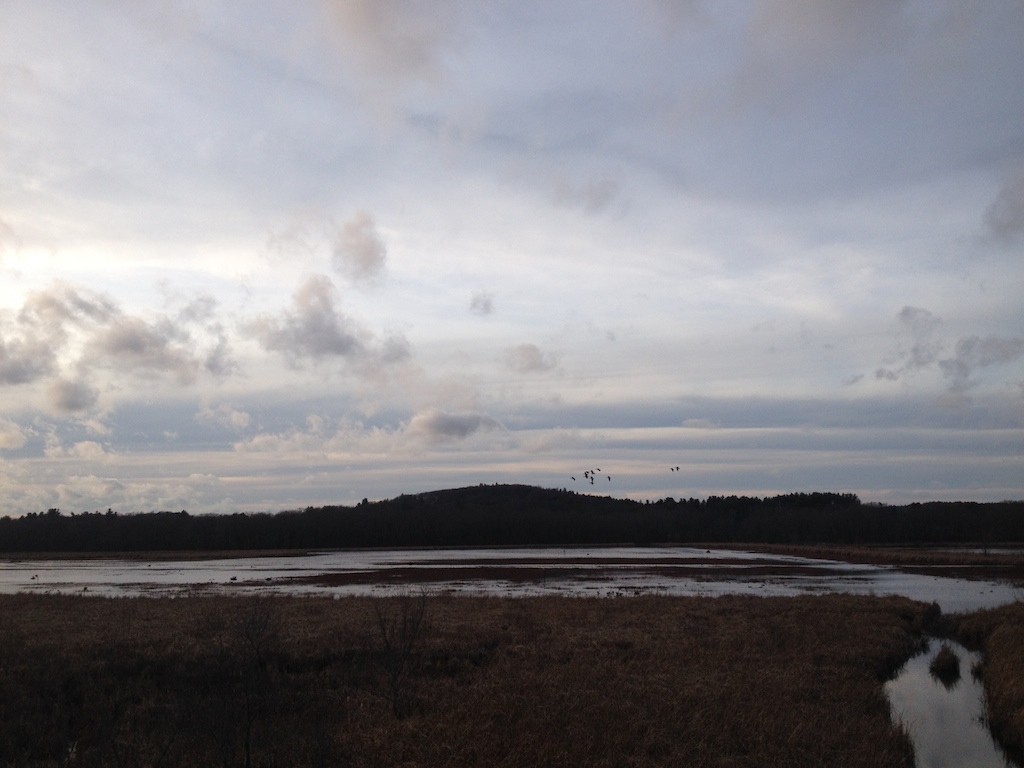 geese landing
