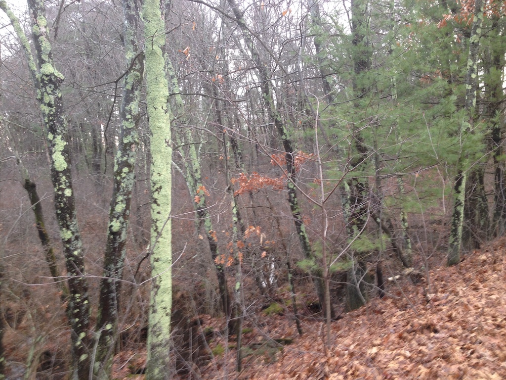 moss trees
