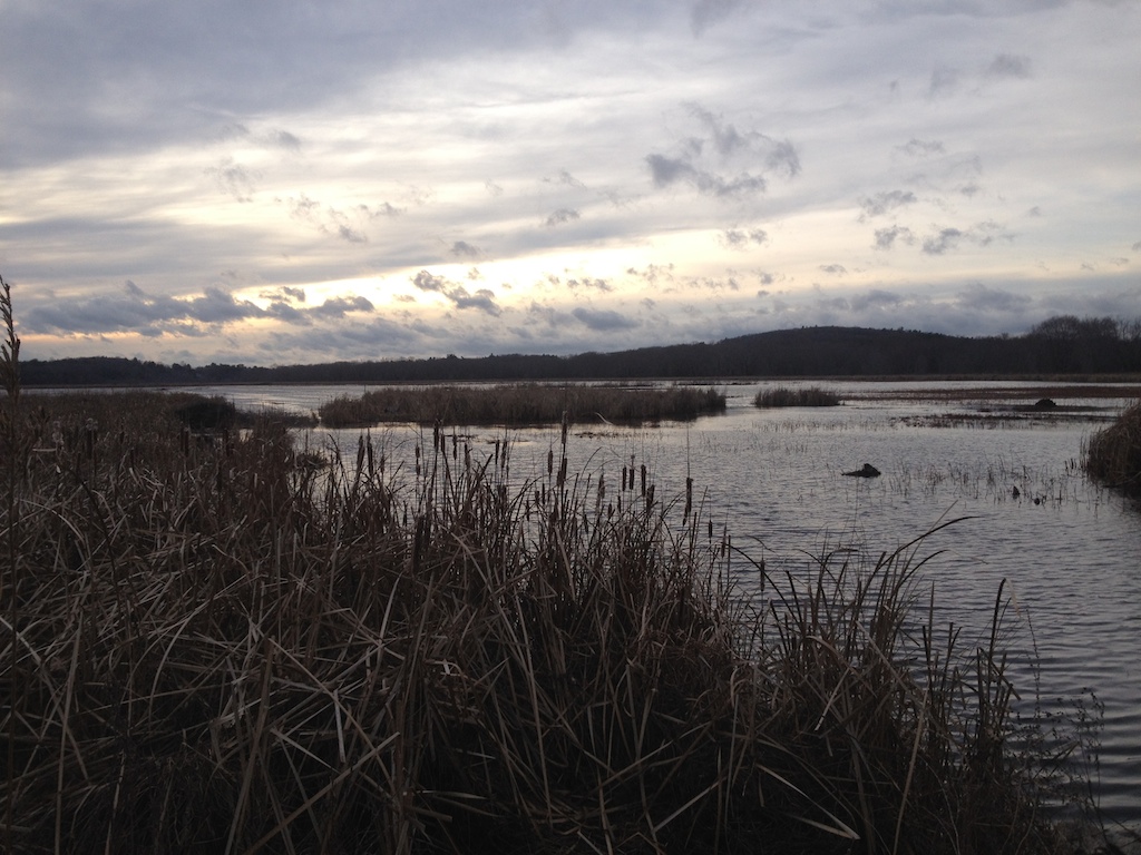 see the heron?