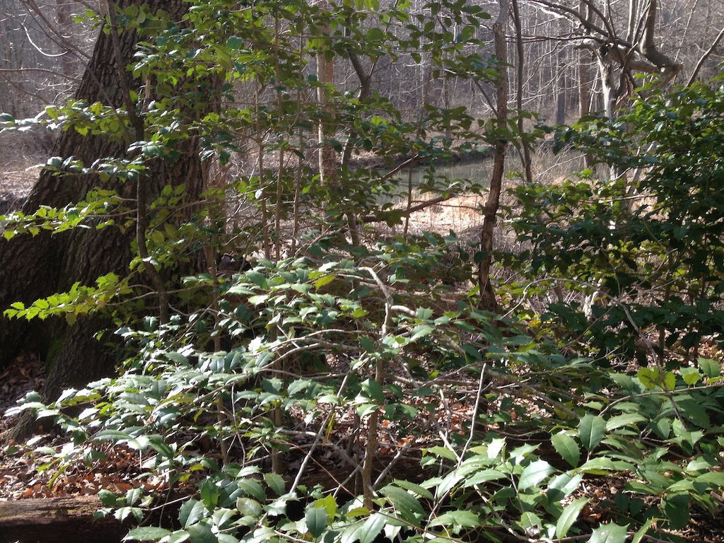 holly bush