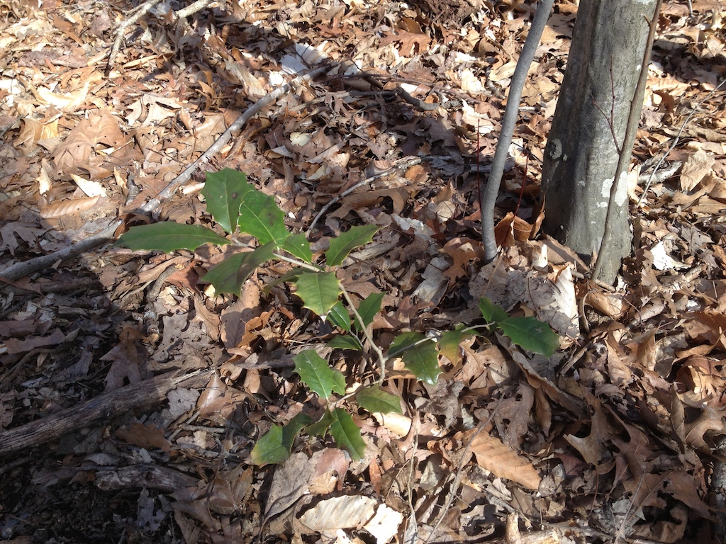 holly sprig