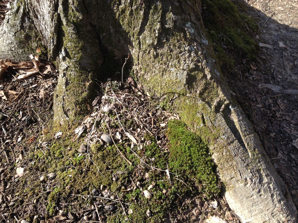 moss