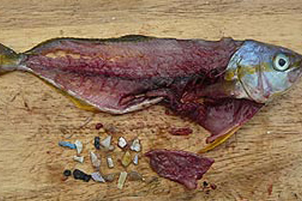 Plastic-in-fish.jpg