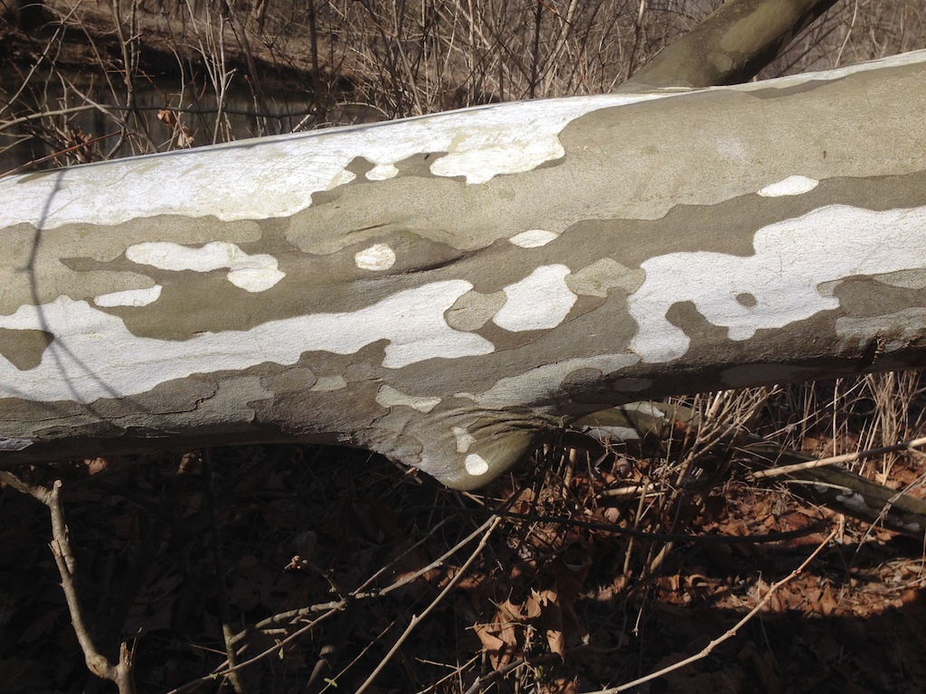 sycamore skin.JPG