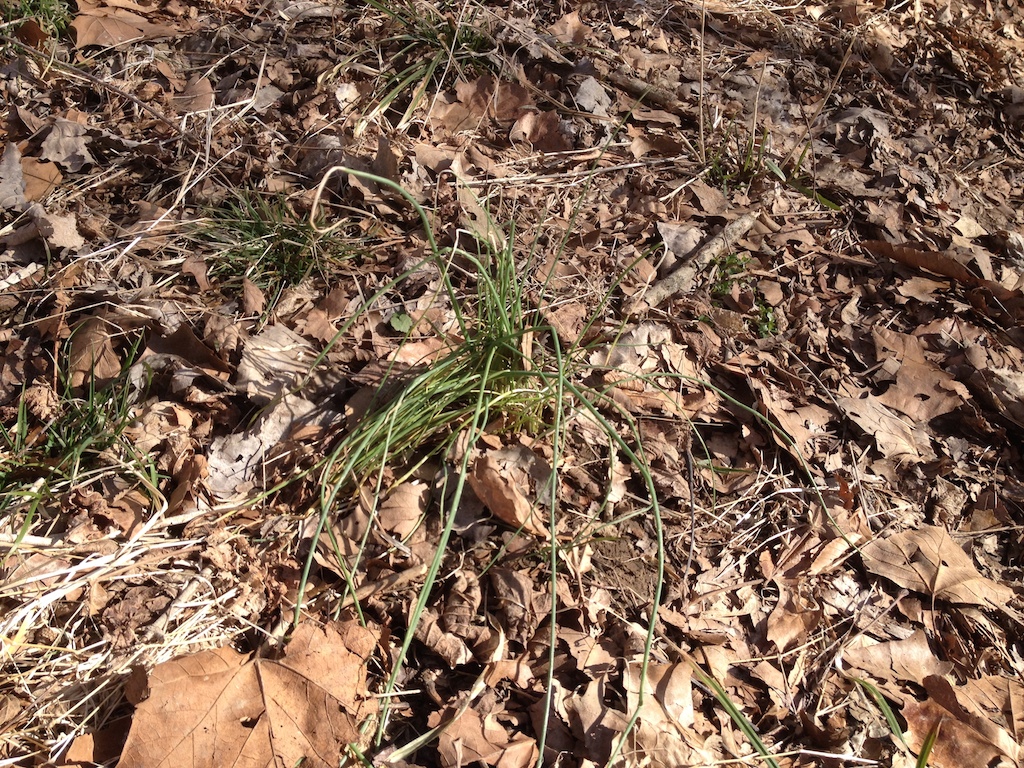 wild onion.JPG