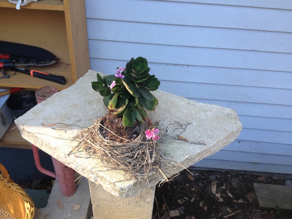 bird nest flower