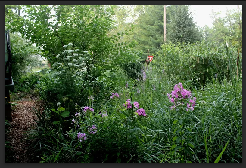 Screen Shot 2016-07-15 at 12.36.26 PM