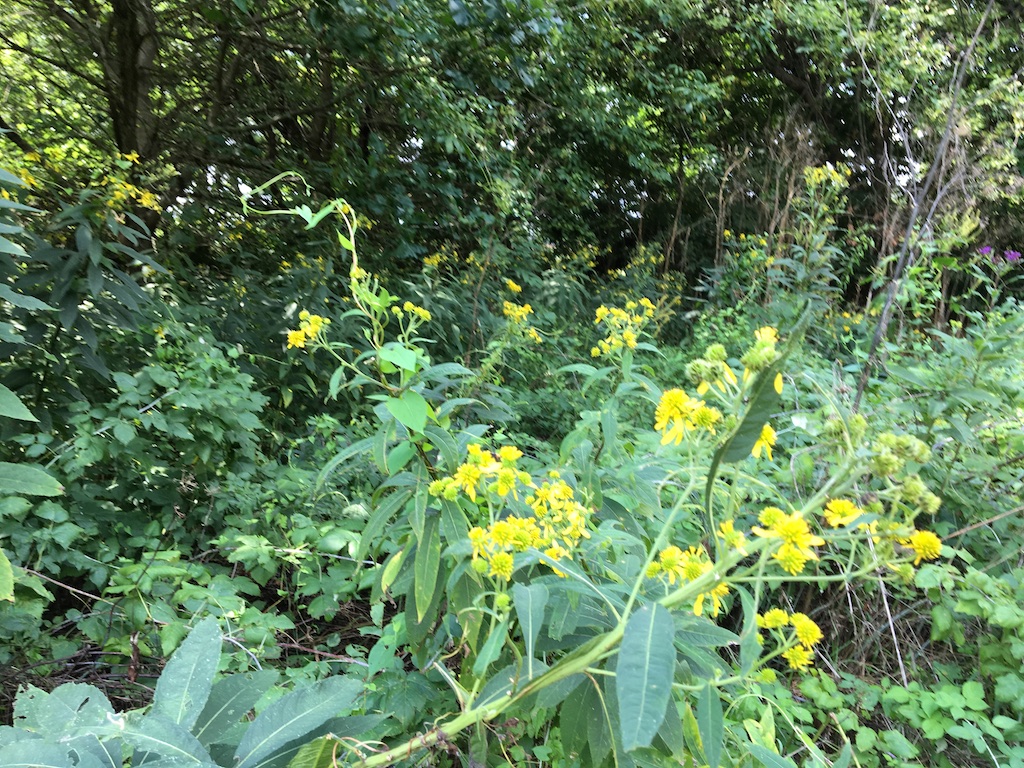 goldenrod?