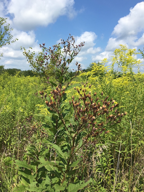 ironweed seeds.1