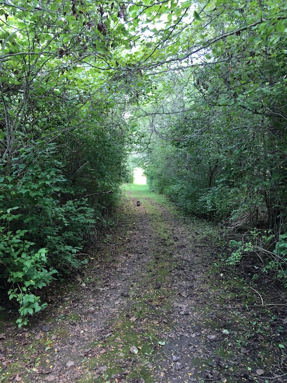 shadow on trail