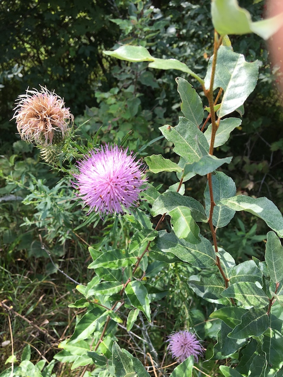 thistle.2