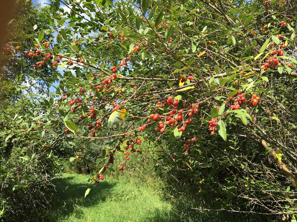 tiny crab apples