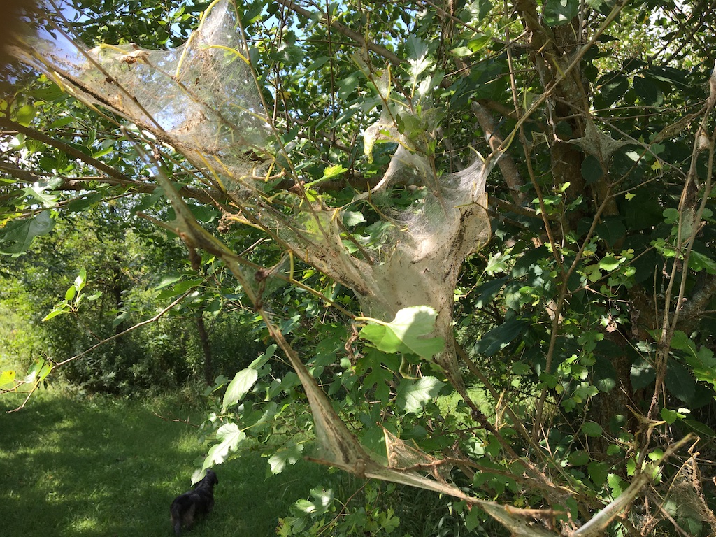 web worm web