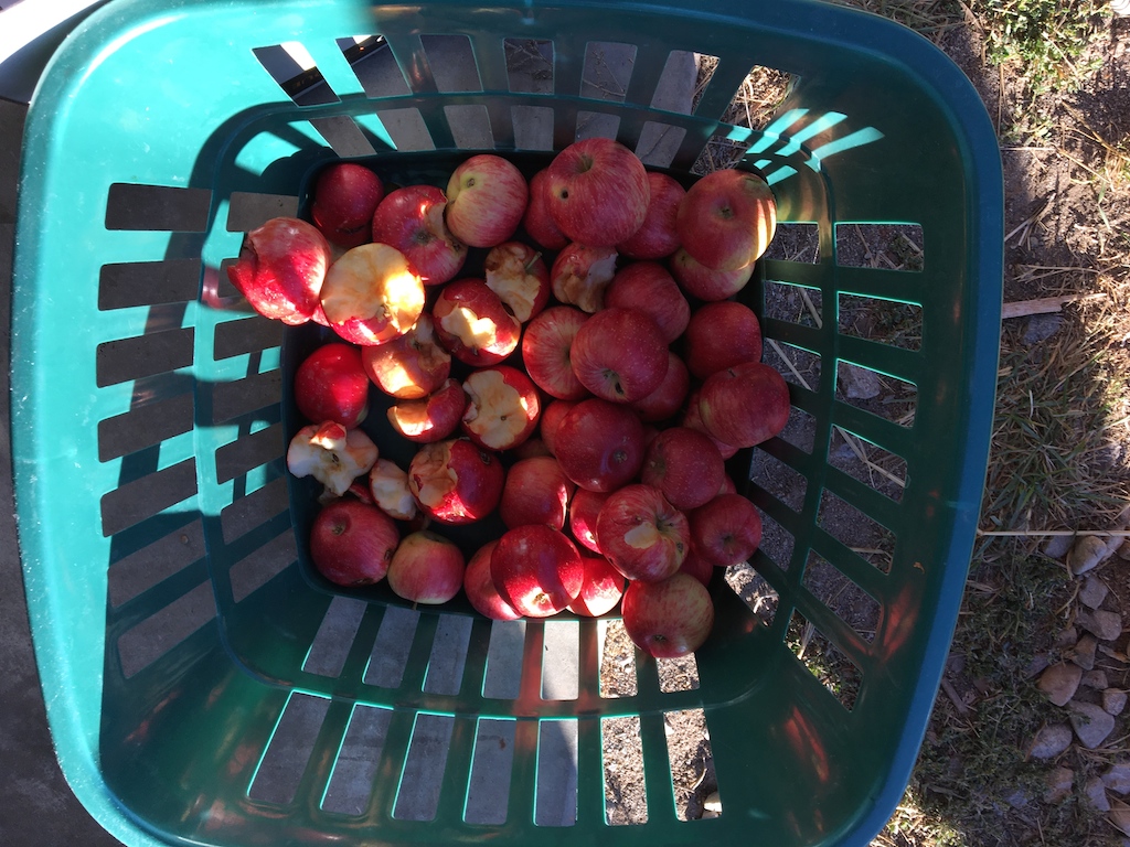 apples-in-basket