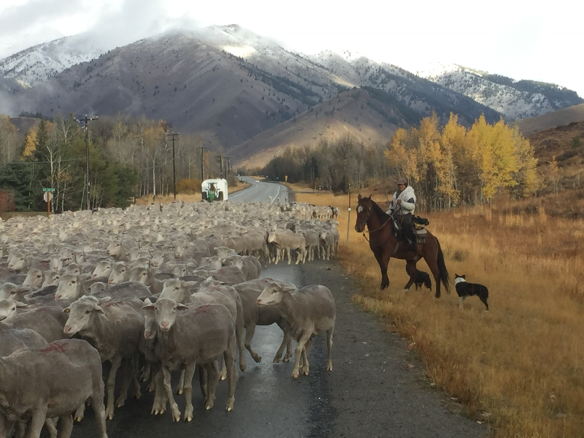 sheep
