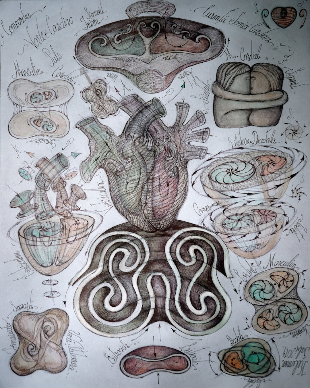 THE HEART IS NOT A PUMP; THE HEART IS A “SPIRALLING ORGAN OF PERCEPTION.”