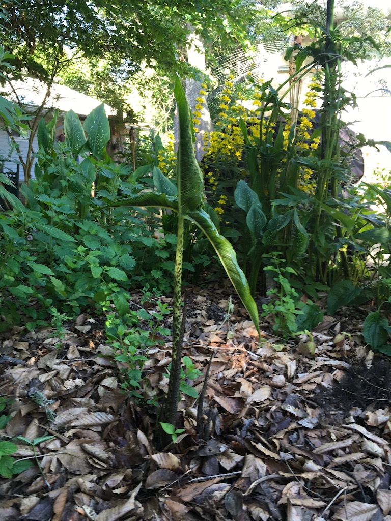 Green Acres Village Life: We are immersed in, and surrendered to, EARTH’S MYSTERIOUS MAJESTY